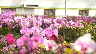 靚！肇慶多款年花正在熱賣，快來挑選→