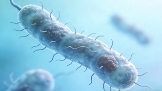 豆科植物与根瘤菌的共生“密语”破译