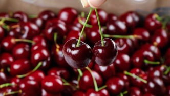 300元一斤草莓、800元一顆菠蘿，到底誰在買？