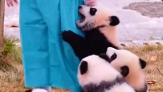 熊貓是懂抱大腿的，只要抱緊大腿，吃喝就不愁了