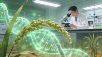 科學(xué)家發(fā)現(xiàn)水稻基因可“合力”抗旱 為水稻育種提供新思路