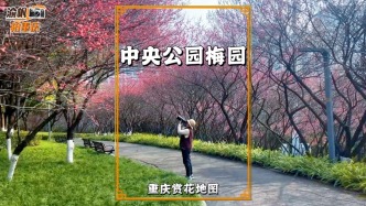 重庆赏花日记：中央公园的梅花开了，美若云霞，地铁直达免费开放