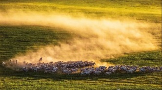 騏驥馳騁蒙古馬，驍騰有如此，萬里可疾行！