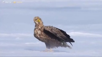 冰雪下的脉搏：吉林珲春冬日生命礼赞