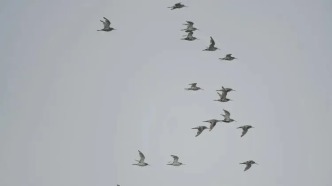 南磯濕地越冬水鳥調查：44種水鳥齊聚濕地