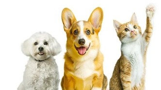 帶著寵物回家過年！北京6個(gè)火車站可辦理高鐵寵物托運(yùn)