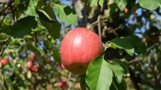 30天保鮮不稀奇，“超長(zhǎng)待機(jī)”一年的水果明星是它！