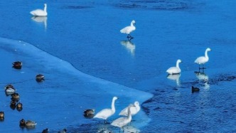 山東日照：天鵝奏響冰上圓舞曲