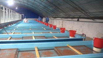 山東日照：深海三文魚產(chǎn)業(yè)迎來(lái)“芯”突破