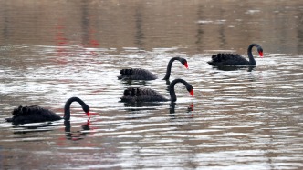 黑天鹅家族又回凉水河过冬啦！