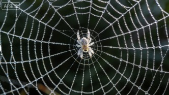 蜘蛛是怎么結(jié)成網(wǎng)的？中國科學(xué)家揭開謎團
