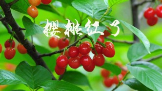 電影《櫻桃紅了》定檔2026年初開機(jī)，導(dǎo)演侯波（瀧夫）講述新時代鄉(xiāng)村創(chuàng)業(yè)故事