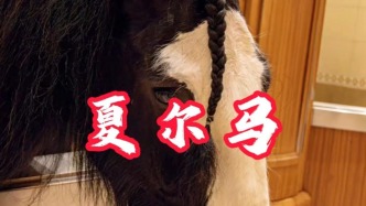 夏爾馬：世界上最高貴的挽用馬丨海瀾飛馬水城丨江蘇·江陰