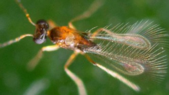 这种昆虫比草履虫还小，在空气里“游泳”，全家都是恐怖片主角？