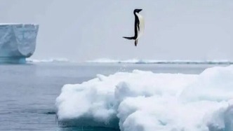 单次起跳3米高，揭秘阿德利企鹅如何利用“空气润滑”打破物理极限