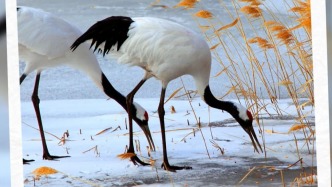 世界濕地日！吉林邀你赴一場生態(tài)之約！
