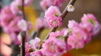 今年，买花就来水上公园“赶花集”