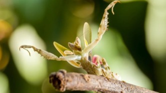 這朵花會(huì)功夫？蜜蜂：我就想采個(gè)蜜，怎么把命搭上了
