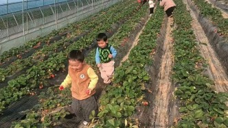 南昌農(nóng)園冬日采摘忙 鄉(xiāng)村產(chǎn)業(yè)活力足