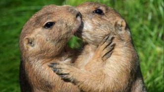 土撥鼠4大冷知識：醒來第一件事不是看天氣，竟然是……