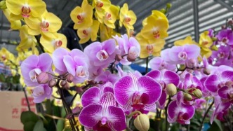 官宣：肇慶懷集迎春花市，定檔！