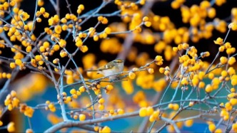 它來了，它來了