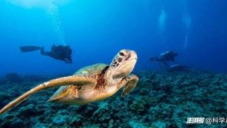 濒危物种回归，绿海龟终于正式“脱贫” ｜ 自然杂志暖心科学新闻（1）