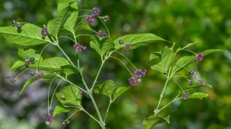 赤水河流域发现植物新物种“茅台卫矛”