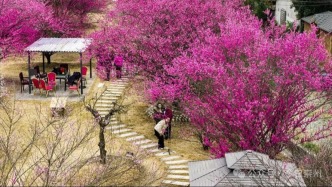 在“梅花三弄”，等一場花開