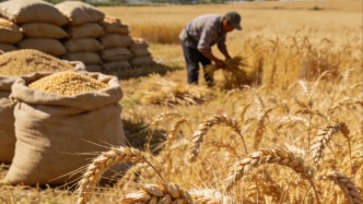 2025年我国人均粮食占有量达到508.9公斤