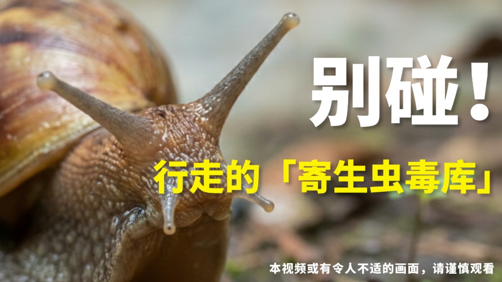 非洲大蜗牛,危险的萌宠 |生物调查局 02