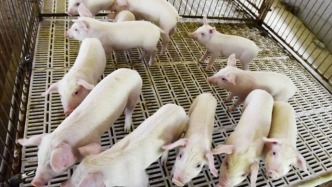 千亿猪王冲进港股，一年狂赚上百亿凭啥？