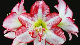 “植物之美”延时摄影系列 · 赤焰韶光 