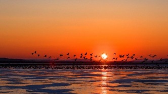 琿春敬信濕地：候鳥遷徙的“五星級(jí)驛站”