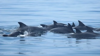 环境记者的2025| 新黄河：北回归线上的海岛保护