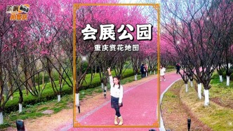 重慶賞花地圖：會(huì)展公園萬株紅梅化作粉色長廊，暗香浮動(dòng),拍照超美