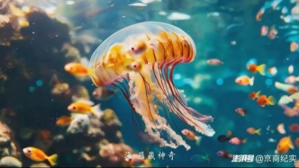 山海共日照，振兴绘新卷：纪录片《日照山海》