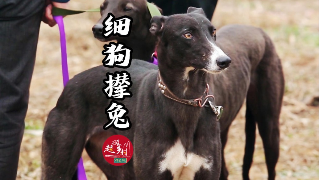 陕西农民冬天不猫冬，竟在麦田里搞“千年生死时速” | 中国人的年