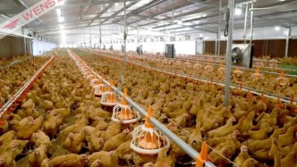 鸡蛋刺客？富硒、无抗……多几个字就贵几倍