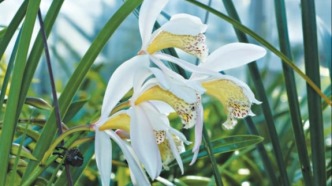 讓珍稀植物在京城“落地生花”