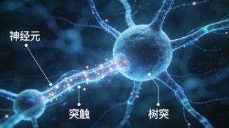 神经元 “守门人” 被找到！这项新发现为阿尔茨海默病研究打开新大门