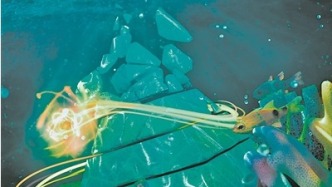 加勒比海珊瑚礁正从“摩天楼”变“矮墙”