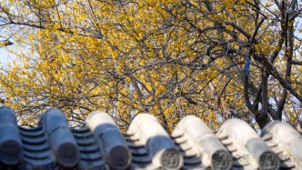 泰山蜡梅凌寒开，暗香迎客赴春约｜登山寻香，共赴新春好光景