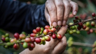 云南雨林深处，海拔1200米的云雾间藏着咖啡的原点