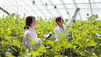 揚(yáng)州大學(xué)師生：“頂瓜瓜”孵出瓜田“金疙瘩”