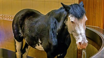 克里奥尔马：从殖民遗孤到草原传奇，500年血统融合丨江阴飞马水城