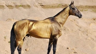 汗血宝马真的会“流血”吗？终于揭开它的真面目