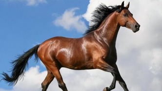 处于十二生肖C位的马，从古时到今天，书写了怎样的午马华章？