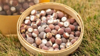 真的藏不住了！肇庆过年必冲，鼎湖好物“平靓正”