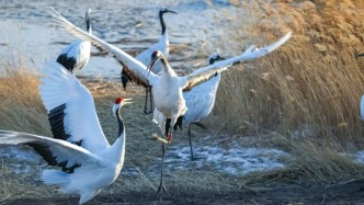 雨润吉地，春启关东！